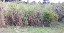 IFS VENDE: FINCA  CON TRAPICHE EN MUNICIPIO GUASIMOS ESTADO TÁCHIRA  VENEZUELA.